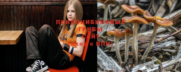 ГАЛЛЮЦИНОГЕННЫЕ ГРИБЫ Аркадак